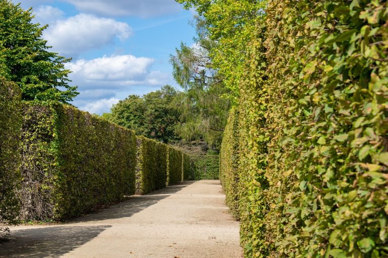 The Art of Hedge Trimming: Crafting Your Outdoor Oasis